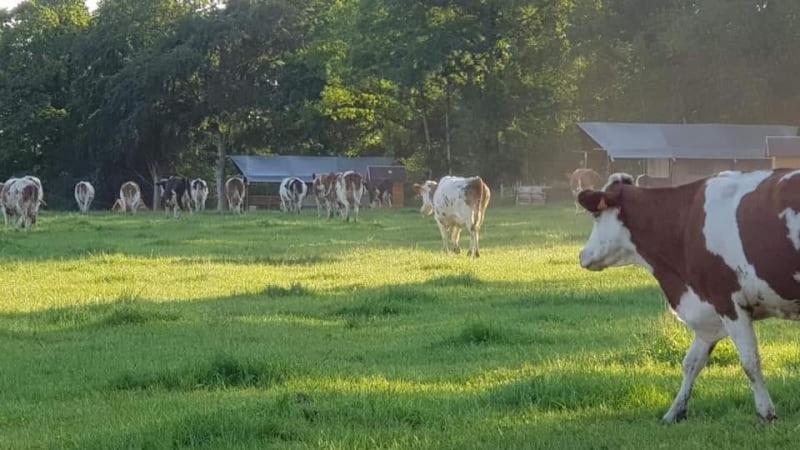Glamping des 2 Marguerites Hotel Bazoches-au-Houlme Bagian luar foto
